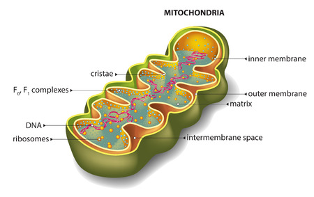 Section of mitochondriaのイラスト素材