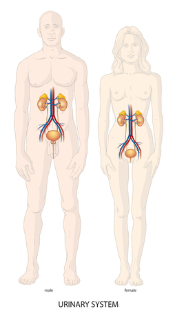 Human urinary systemのイラスト素材
