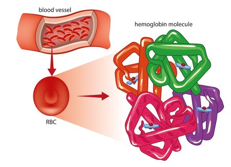 Red Blood Cell and hemoglobin moleculeのイラスト素材