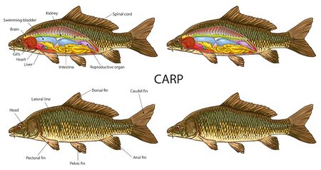 Carp fish anatomyのイラスト素材