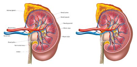 Kidney anatomyのイラスト素材
