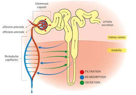 Schematic diagram of the nephron relevant circulation and the three methods of altering the filtrate.のイラスト素材