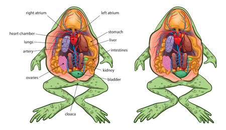 Illustration of basic frog anatomy.のイラスト素材