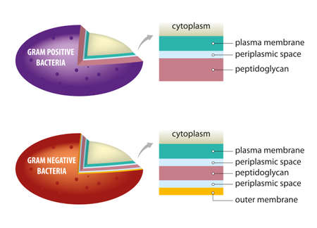 Schematic illustration of difference between bacterial cell wall - gram positive and gram negative.のイラスト素材