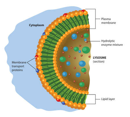 Schematic illustration of basic lysosome structure.のイラスト素材