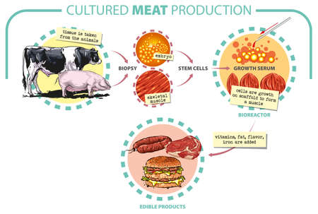 Vector illustration. Cultured lab-grown meat infographics. Synthetic in vitro food concept. Biotechnological process with muscle stem cells, beef and tissue in laboratory.のイラスト素材