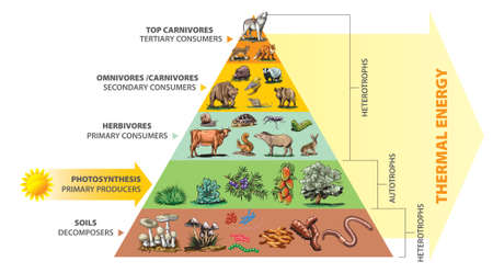 Vector Illustration of food chain - energy pyramid - educational infographic.の写真素材