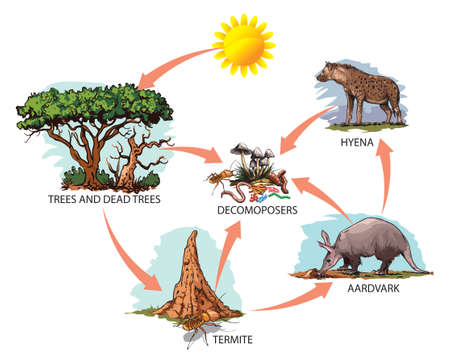 Vector illustration of food chain: sun, trees, termites, aardvark, hyena.のイラスト素材