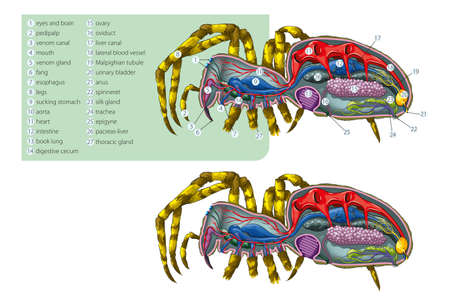 Vector illustration of the simplified internal anatomy of the spider.のイラスト素材
