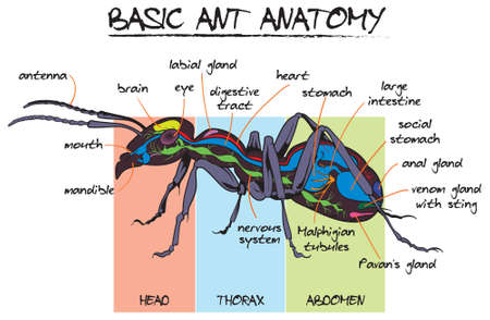 Basic Ant anatomical internal/external structure vector cartoon style illustration - infographic.のイラスト素材
