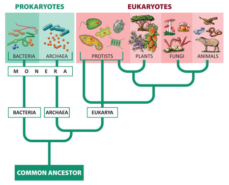 Vector illustration of Classification the Kingdom of living beings.のイラスト素材