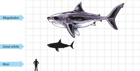 A scale diagram showing the Great White shark compared to size of giant Megalodon shark.のイラスト素材