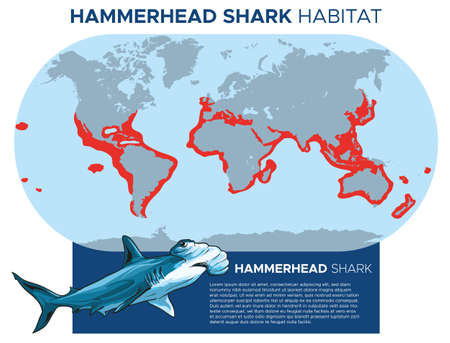 Vector illustration of Hammerhead sharks distribution map. Infographic template design.のイラスト素材