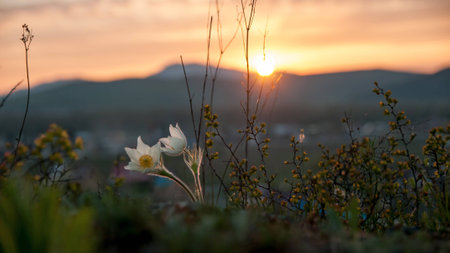 Pasque Flower blooming on spring rock at the sunset in Altai mountainsの写真素材