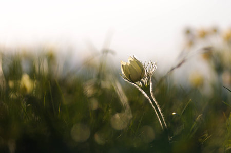 Pasque Flower blooming on spring rock at the sunset in Altai mountainsの写真素材