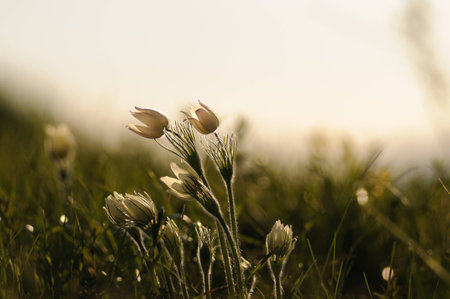 Pasque Flower blooming on spring rock at the sunset in Altai mountainsの写真素材