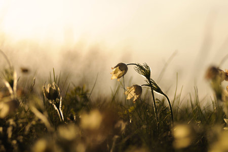 Pasque Flower blooming on spring rock at the sunset in Altai mountainsの写真素材