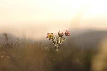 Pasque Flower blooming on spring rock at the sunset in Altai mountainsの写真素材