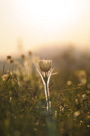 Pasque Flower blooming on spring rock at the sunset in Altai mountainsの写真素材