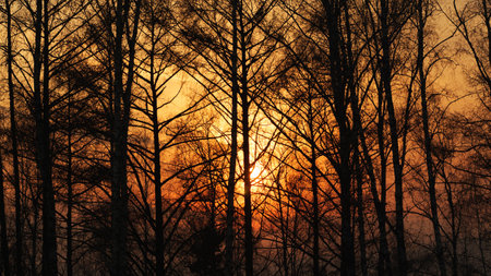 rays of the sun through the trees at sunsetの写真素材