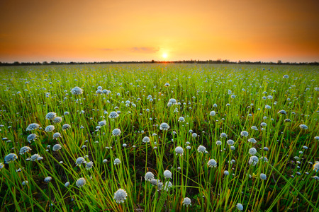 Flower field before sunset.
field of  flowers Thailand.
Flower field on a clear dayの写真素材