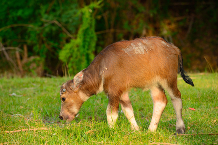 Asian buffalo in rural Thailand.
Asian water buffalo in the lake at Thailand.の写真素材