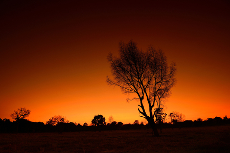 Dead tree with shiny light Twilightの写真素材