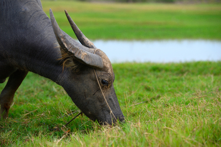 Asian buffalo in rural Thailand.Asian water buffalo in the lake at Thailand.