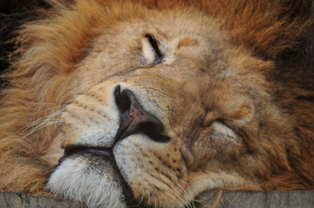 Sleeping lion close upの写真素材