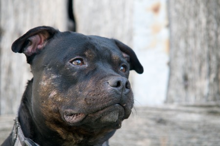 DOG STAFFORDSHIREの写真素材