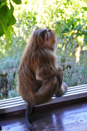 MONKEY
