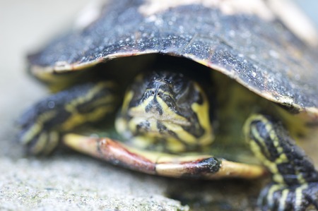 TORTOISE