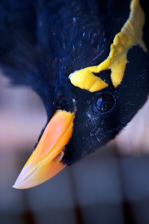 BLACKBIRD