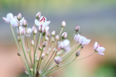 GARDEN OF LAKE MAGGIOREの写真素材