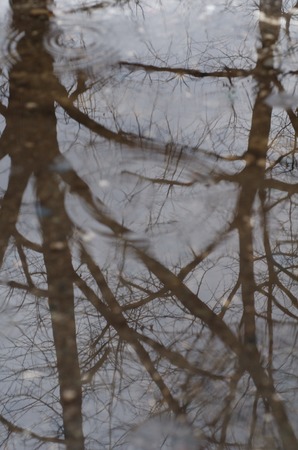 trees on water reflectionsの写真素材