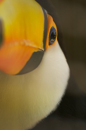TOUCAN