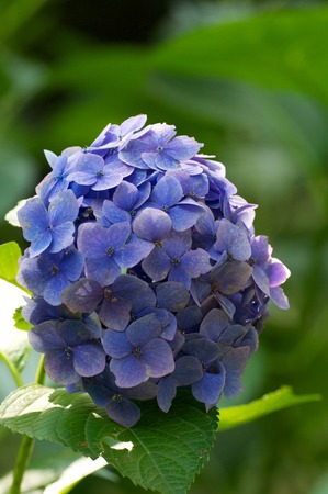 FLOWERの写真素材