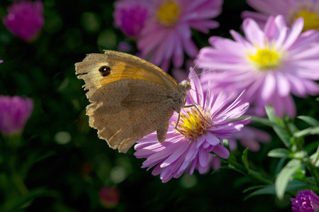 BUTTERFLY FLOWER
