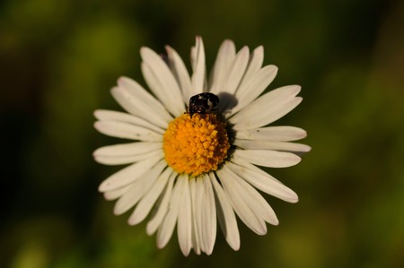 INSECT FLOWERの写真素材