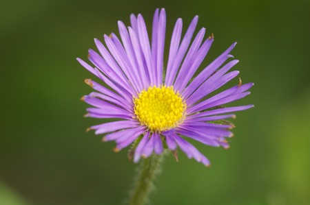PLANT OF ORTO BOTANICOの写真素材