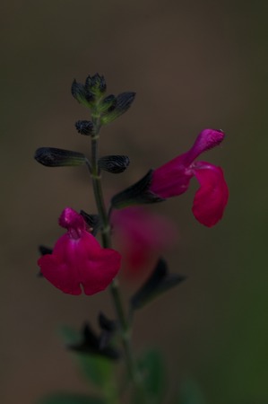 PLANT OF ORTO BOTANICOの写真素材