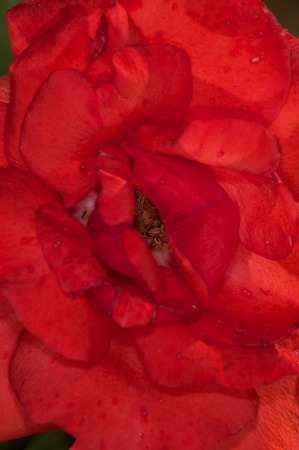 PLANT OF ORTO BOTANICOの写真素材