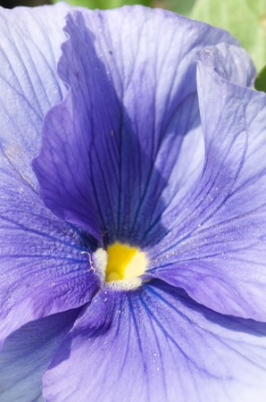 FLOWER VIOLAの写真素材