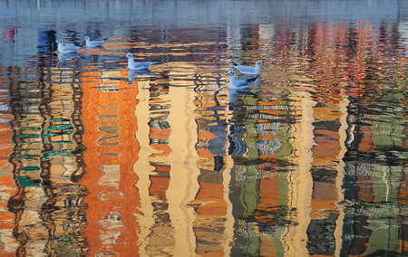 Seagulls on the riverの写真素材