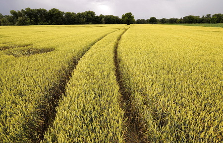 Lines in wheat field