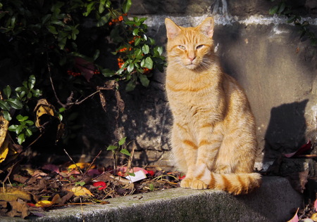 Cat relaxing at sunのeditorial素材