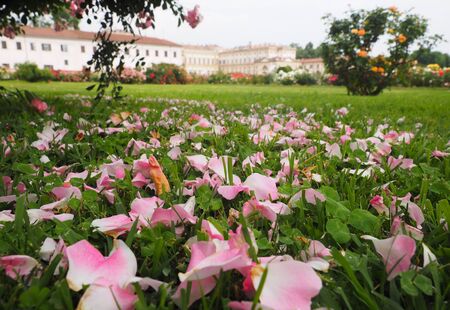 Rose garden near Monza park, Lombardy, Italy.の写真素材