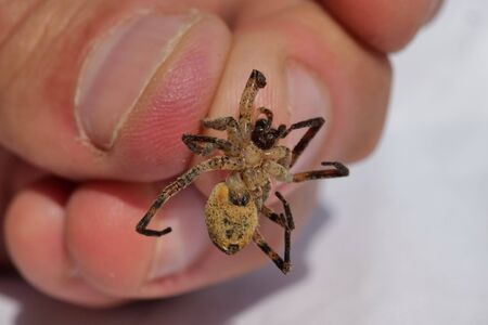 Isolated spider between three fingers