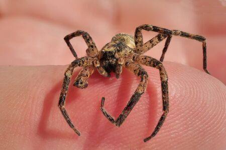 Isolated spider close up on hand