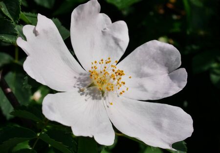 Flower on hedge closeup in Brembo park, Lombardy, Italyの写真素材